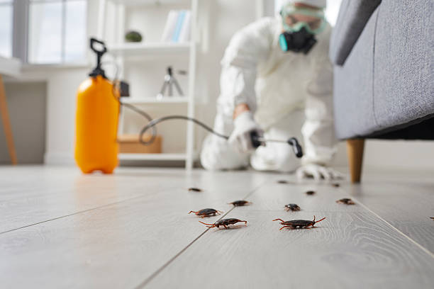 Commercial Rodent Management in South Russell